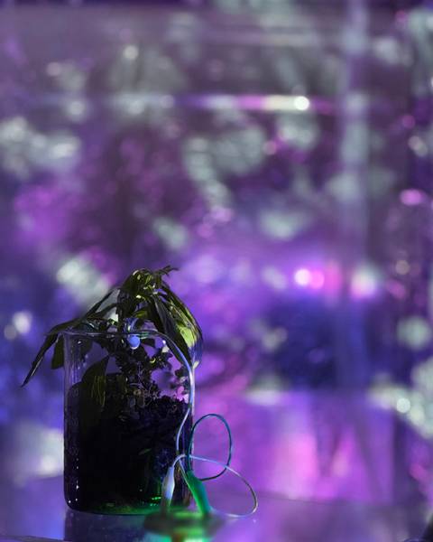 Jacklyn Brickman's ARRIS | a vestige explores care, memory, and the relationship between humans, plants, and place.